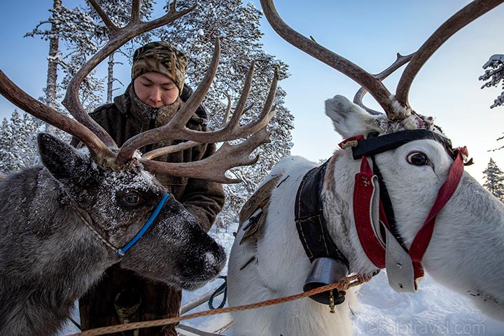Auf dieser 5-tägigen Nordlichttour bringen wir Sie in ein Gästehaus in der Nähe der Hauptstadt der russischen Saami, dem Dorf Lovozero. Von dort aus unternehmen Sie täglich Ausflüge zu den geheimnisvollen Stätten der Saami. Auf dem Programm stehen Motorschlittensafaris zum „Heiligen See“ der Saami und in die Tundra mit ihren großen Rentierherden. Sie werden auch einen Husky-Park besuchen und vieles mehr.