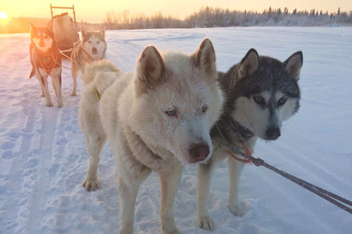 Wenn Sie Husky-Hunde mögen und keine Zeit für ein ganztägiges Programm haben, dann ist dieses Programm eine gute Option für Sie. Ausflug auf der Husky-Farm und einem Schlitten Fahrt mit den Huskys in Russisch-Lappland auf der Kola-Halbinsel.